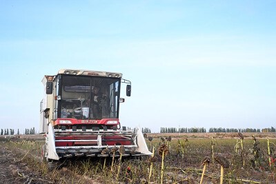 Small Chinese city reaps global success with sunflowers
